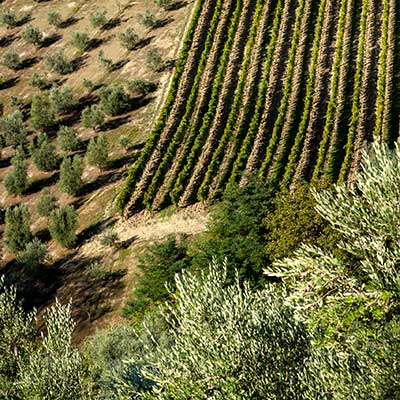 Weinanbau in den Marken